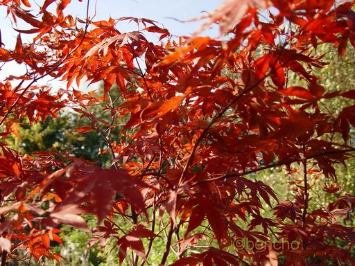 Acer palmatum 'Bloodgood'