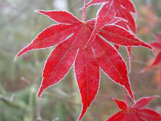 Acer palmatum 'Bloodgood'