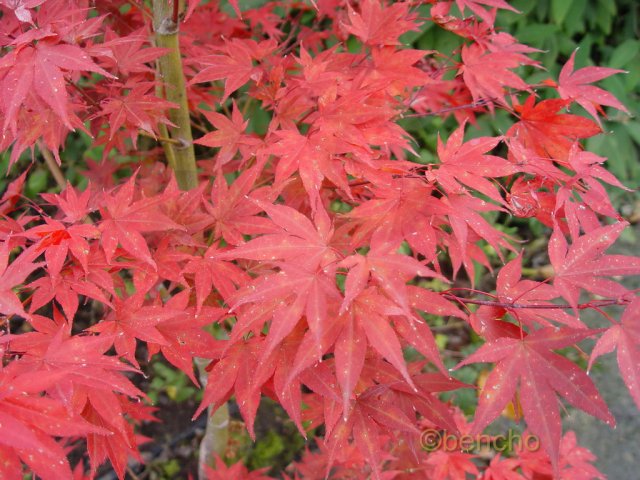 Acer palmatum 'Boskoop Glory'