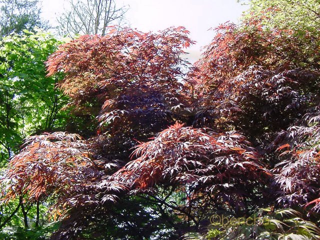 Acer palmatum 'Burgundy Lace'