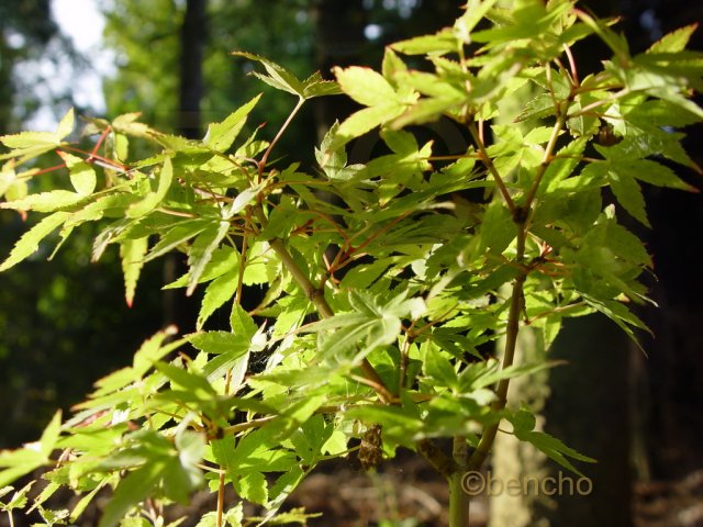 Acer palmatum 'Callico'