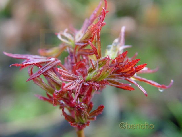 Acer palmatum 'Carlis Corner'