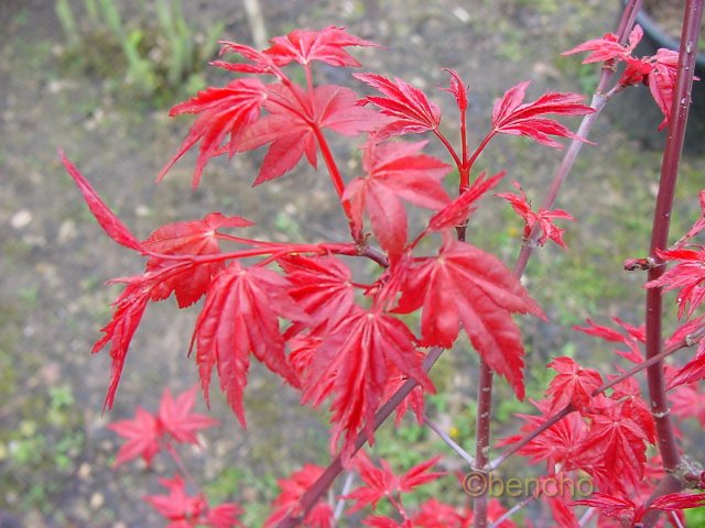 Acer palmatum 'Chichio'