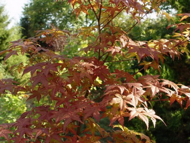 Acer palmatum 'Sin chichio'