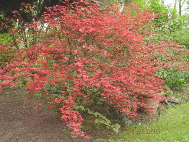 Acer palmatum 'Sin chichio'