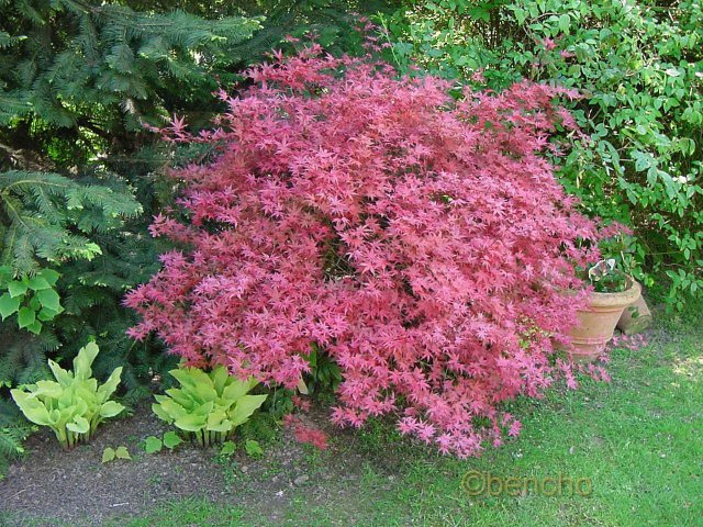 Acer palmatum 'Sin chichio'