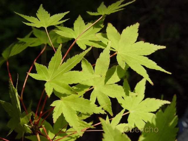 Acer palmatum 'Collinwood Ingram'