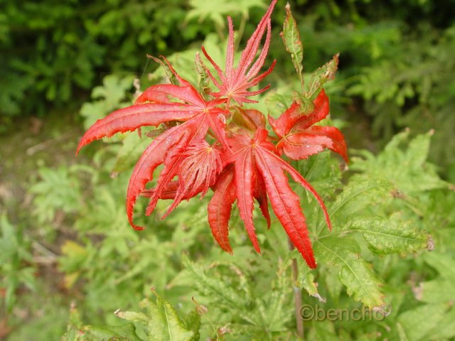 Acer palmatum 'Como'