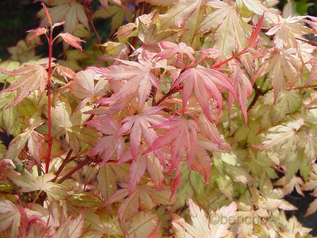 Acer palmatum 'Coral Pink'