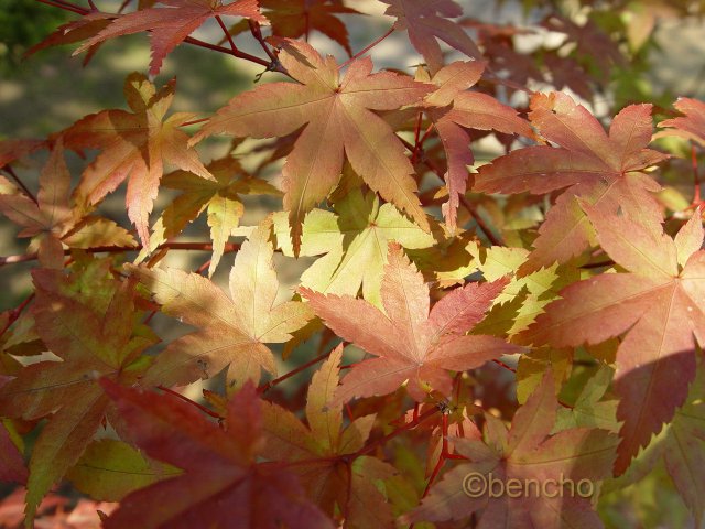 Acer palmatum 'Corallinum'