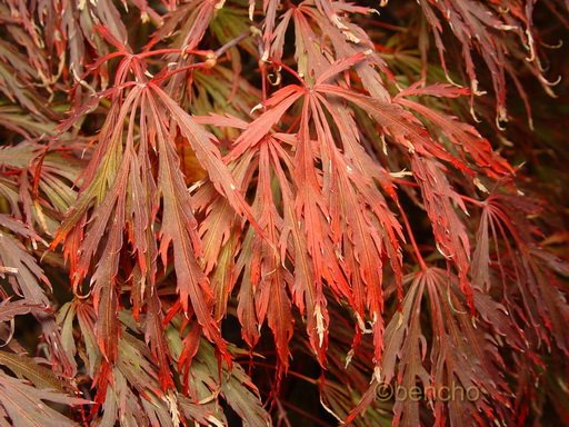 Acer palmatum 'Crimson Queen'