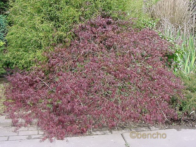 Acer palmatum 'Crimson Queen'