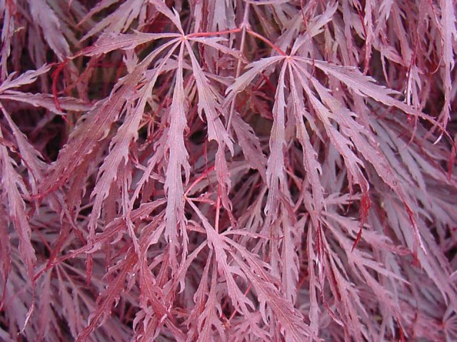 Acer palmatum 'Crimson Queen'