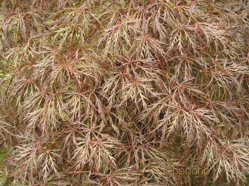 Acer palmatum 'Crimson Queen'