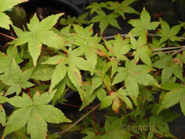 Acer palmatum 'Deshojo'