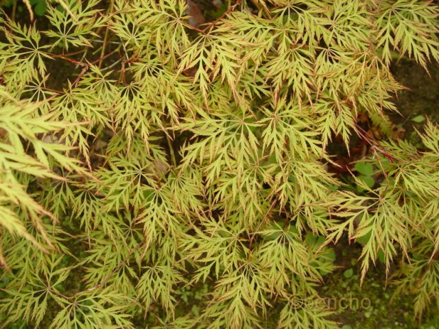 Acer palmatum 'Dentelle de Binche'