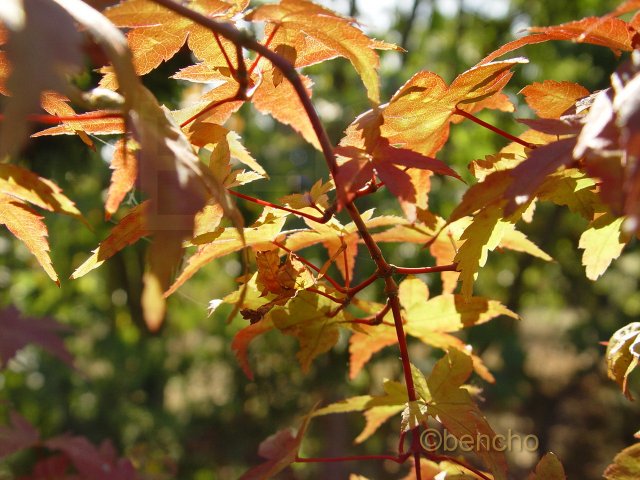 Acer palmatum 'Deshojo'