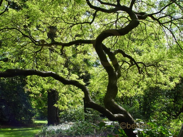 Acer palmatum 'Dissectum'