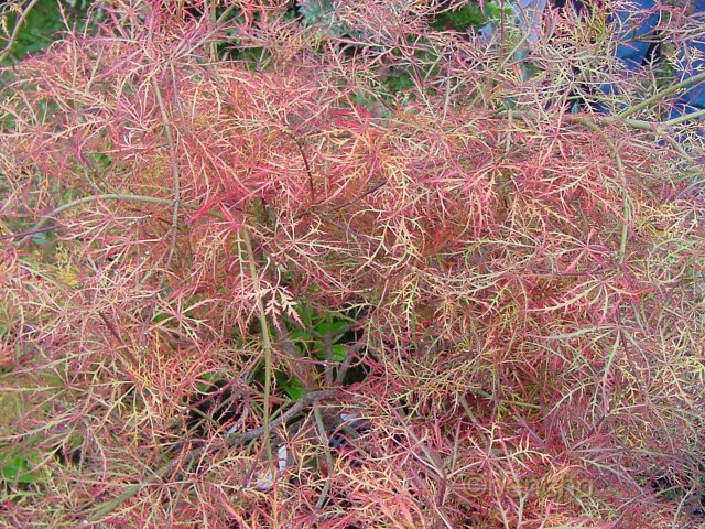 Acer palmatum 'Dissectum New'