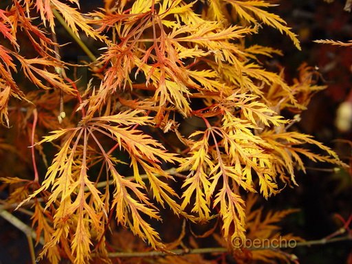 Acer palmatum 'Dissectum '