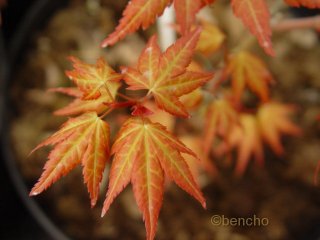 Acer palmatum 'Akane'