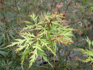 Acer palmatum 'Alloys'