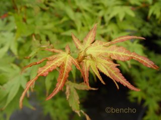 Acer palmatum 'Ao ba jo'