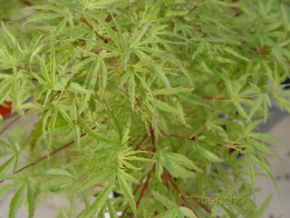 Acer palmatum 'Ao kansashi'