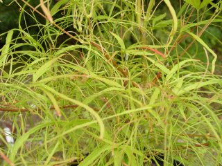 Acer palmatum 'Ao yagi gawa'