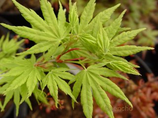 Acer palmatum 'Arano'