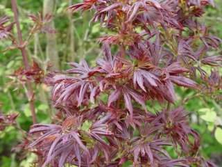 Acer palmatum 'Aratama'