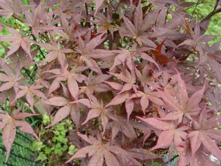 Acer palmatum 'Ariake nomura'