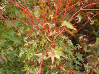 Acer palmatum 'Asahi zuru'