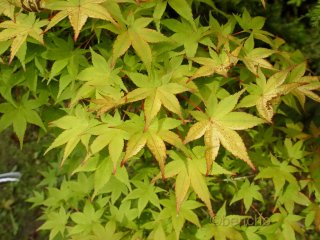 Acer palmatum 'Aureum'