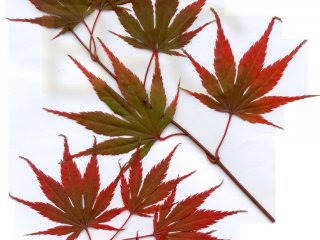 Acer palmatum 'Azuma murasaki'