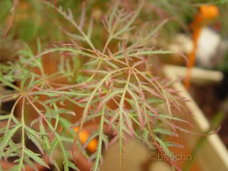 Acer palmatum 'Baldsmith'