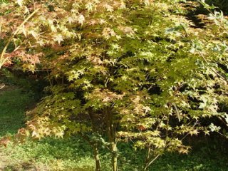 Acer palmatum 'Beni maiko'