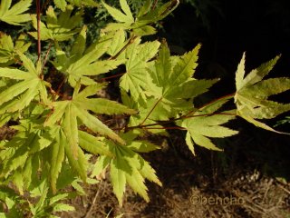 Acer palmatum 'Beni musume'