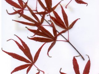 Acer palmatum 'Beni otake'