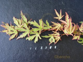 Acer palmatum 'Beni shishi henge'