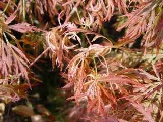 Acer palmatum 'Beni shidare Tricolor'