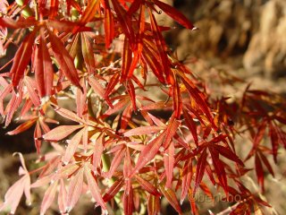 Acer palmatum 'Beni ubi gohon'