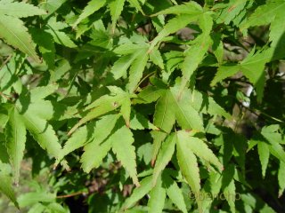 Acer palmatum 'Beni yatsubusa'