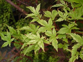 Acer palmatum 'Beni zuru'