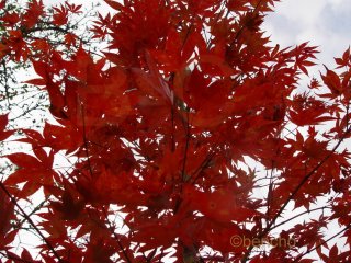Acer palmatum 'Boskoop Glory'