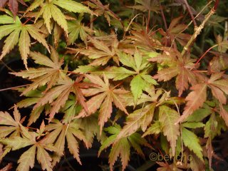 Acer palmatum 'Bruin Hemelrijk'