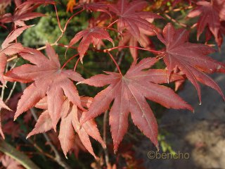 Acer palmatum 'Camille'