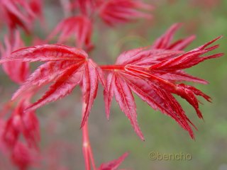 Acer palmatum 'Sin chichio'