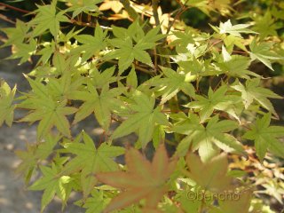 Acer palmatum 'Chirimen nishiki'