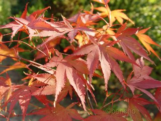 Acer palmatum 'Chitoseyama'